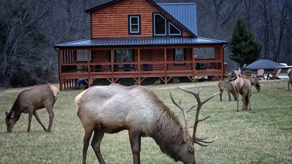 Maggie Valley Cabin | Elk Meadow Lodge ~ Fall Color ~ New Cabin by Willow Tree Cabins