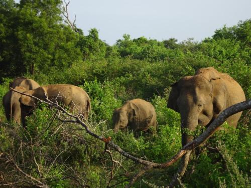 Buttala Cabin | Exciting Tree house and 2 Chalets, Spring valley farm stay Buttala, Okkampitiya