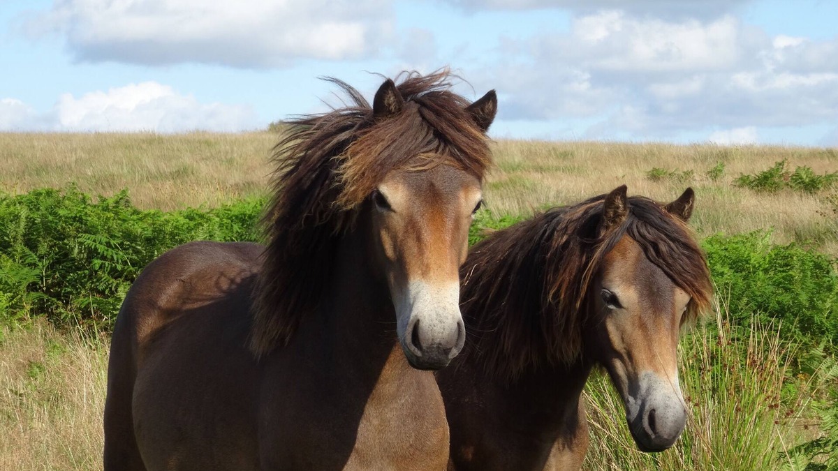 Withypool Bed & Breakfast | Exmoor bed and breakfast on the Two Moors Way walking route
