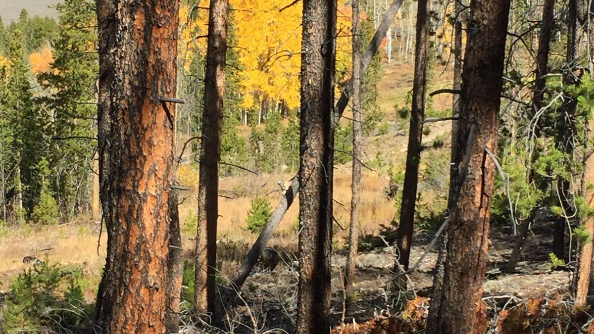Silvercreek Condo | Fall Special 4 nights for price of 3 nights ~ Enjoy Aspens and Mtns 3BR/3BA