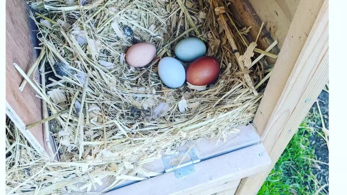 Hollister House | Farm Stay🐮 🐥 🐐 🥚