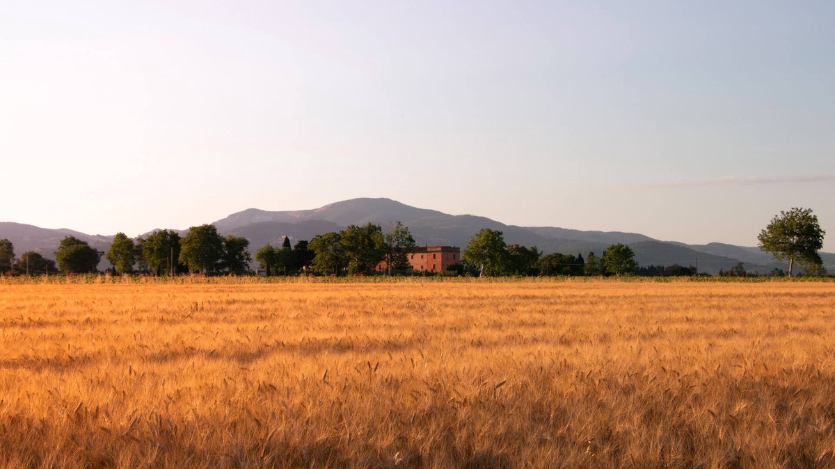 Piombino Other | Farmhouse Pescinone - Poppy, country and sea