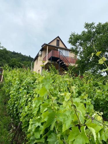 Satoraljaujhely Apartment | Fehér Szőlő Vendégház