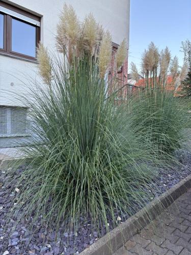 Gedern Apartment | Ferien bei Wielochs