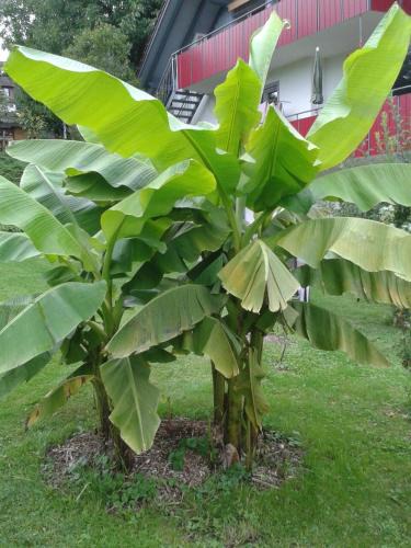 Lippertsreute Apartment | Ferienwohnung Wiesengrund