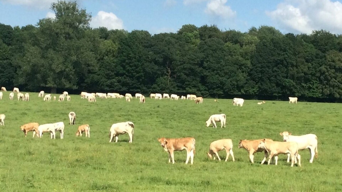 Walincourt-Selvigny Other | Ferme de Sorval – Your Private French Getaway with Nature & Luxury