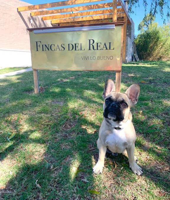 Real de San Carlos House | Fincas del Real