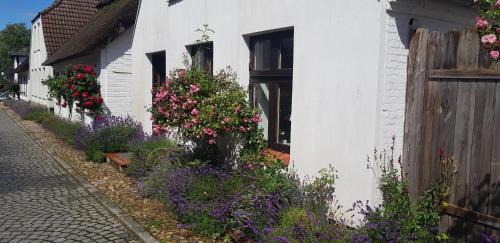 Maasholm House | Fischerstern