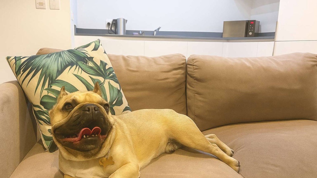 The Westside Apartment | Five Ways City Apt – Pet-Friendly, Sleeps 4