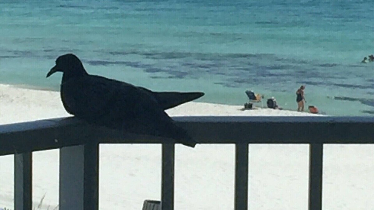 El Centro Beach Condo | FOR A LIMITED TIME "GET A 10% OFF ON A MONTHLY STAY"