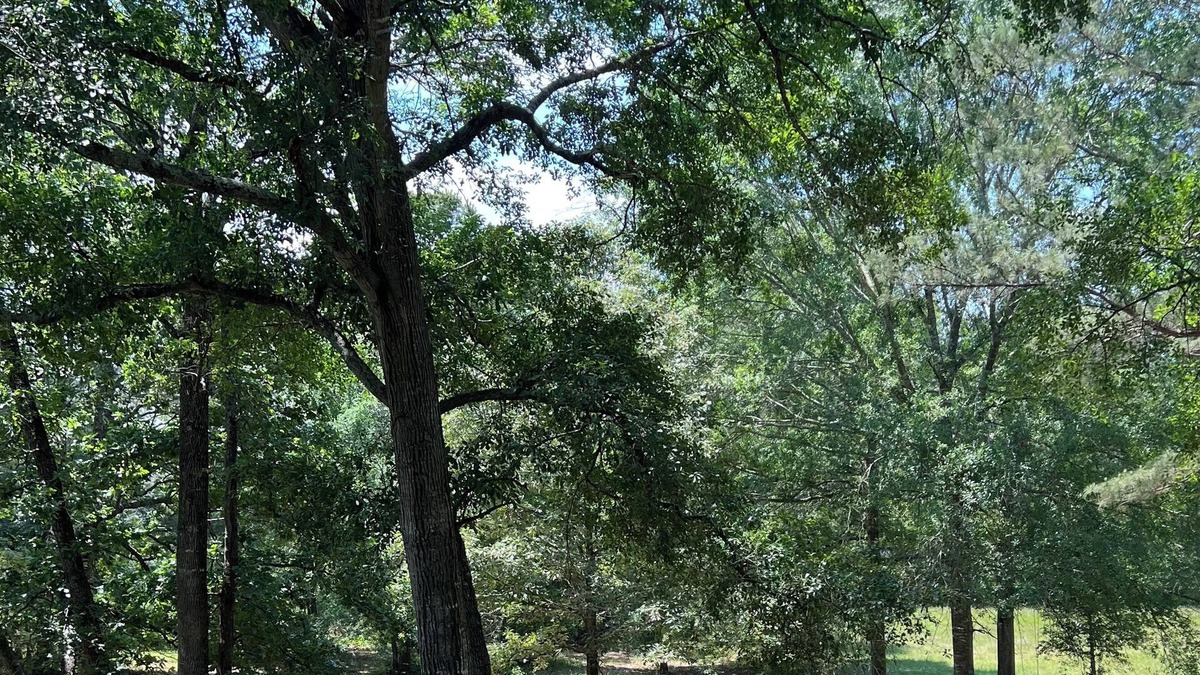 Oakhurst Cottage | Forest Family House