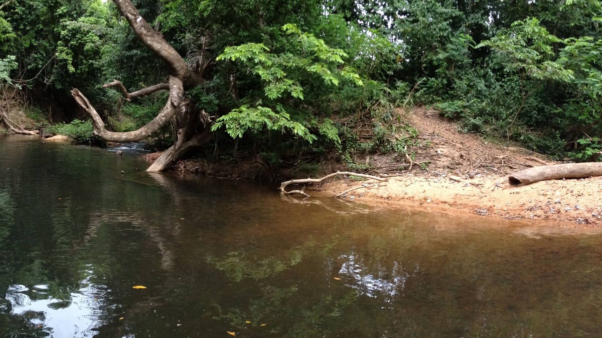 Hopkins Cabin | Freshwater Creek Cabin, nature and bird watching right from your porch.