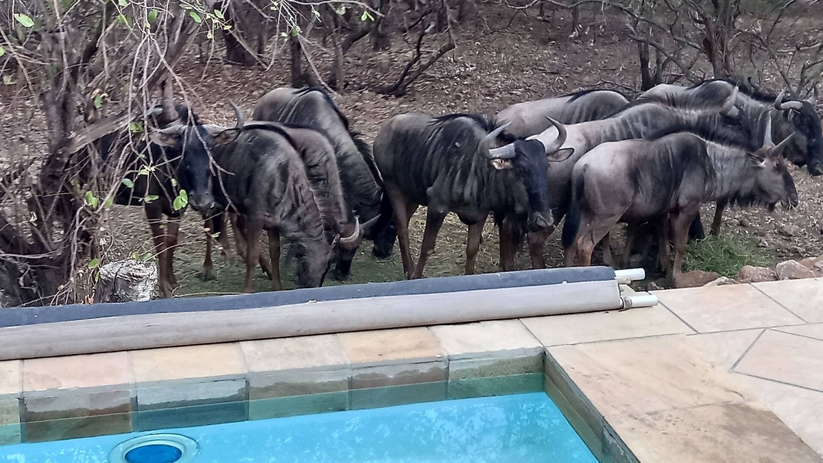 Marloth Park House | Fully Equipped Self Cartering House in Marloth Park