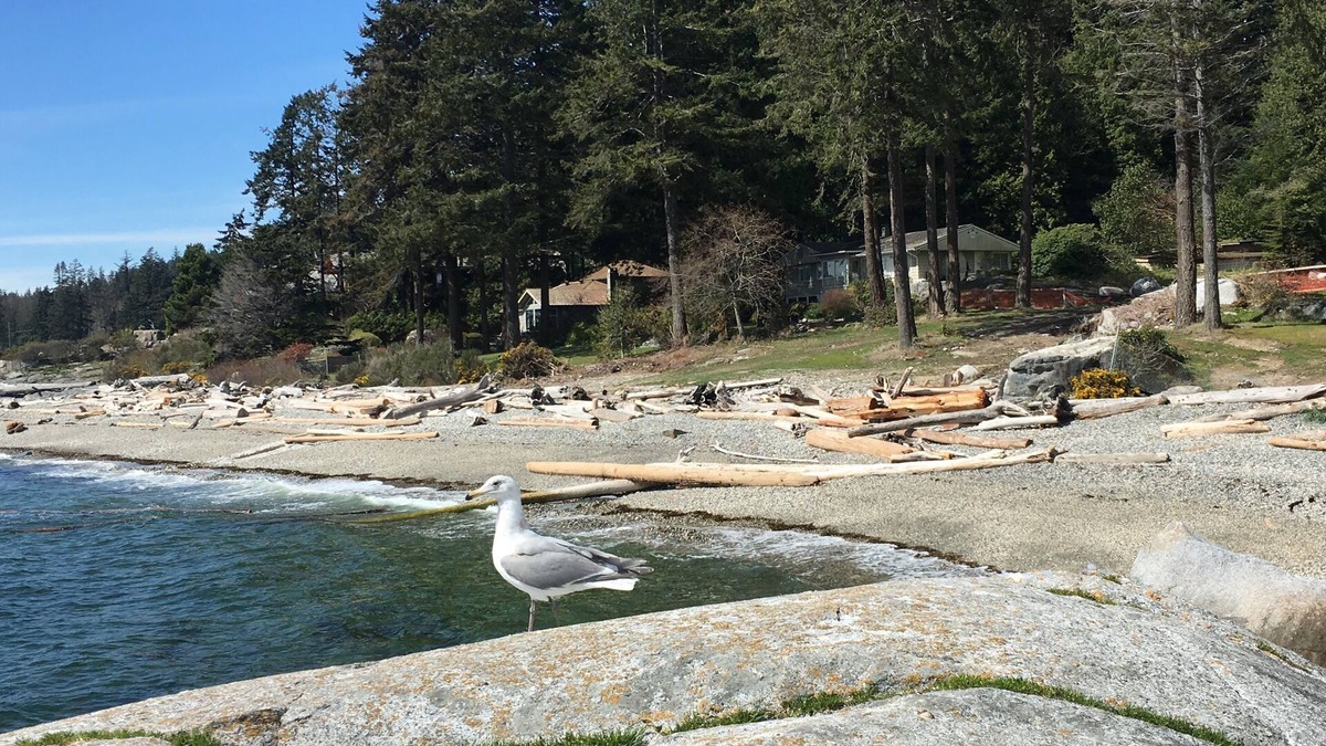 Sechelt House | Fun Suite between two waters