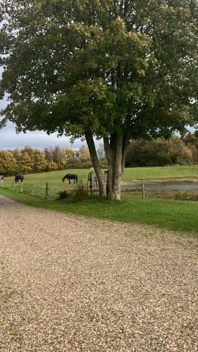 Sønder Felding Apartment | Gården