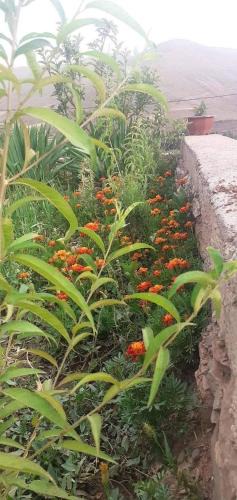 Tabant Apartment | Gîte Ait Bouguemez