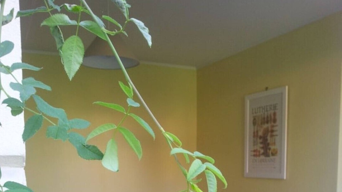 Nettancourt House | Gîte de la Leurande, Gîte 'La Leurande'