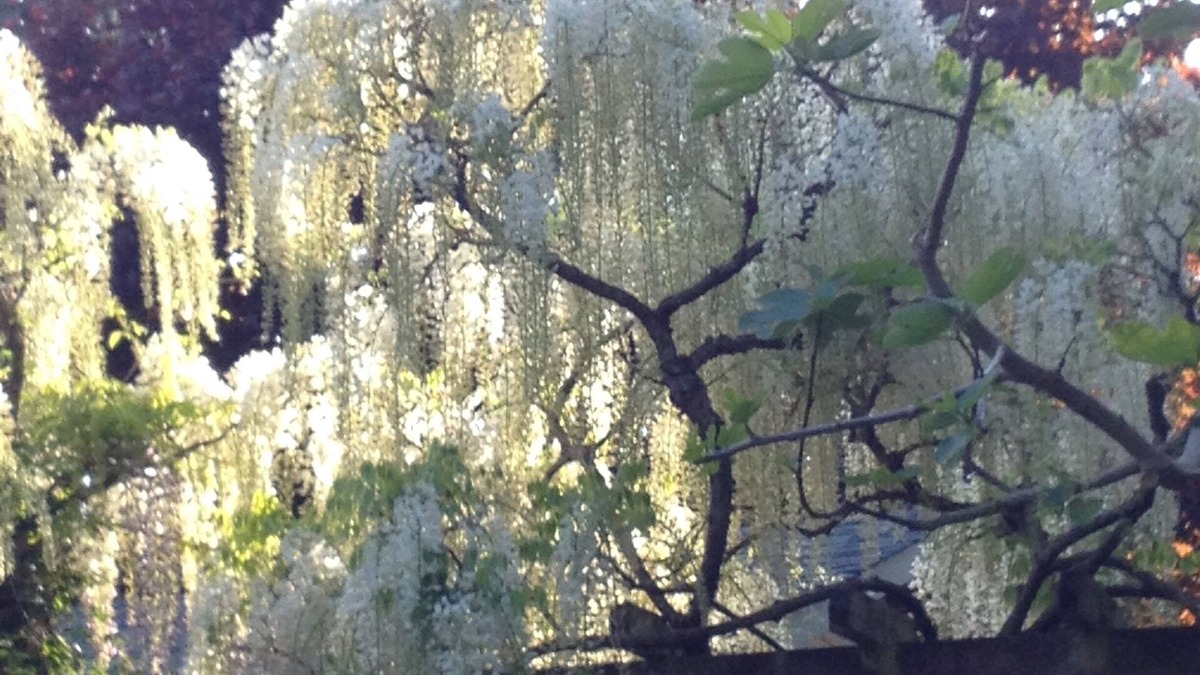 Cobble Hill House | Gardeners, Bikers, Walking ,Wine Tasting Paradise in East Cobble Hill