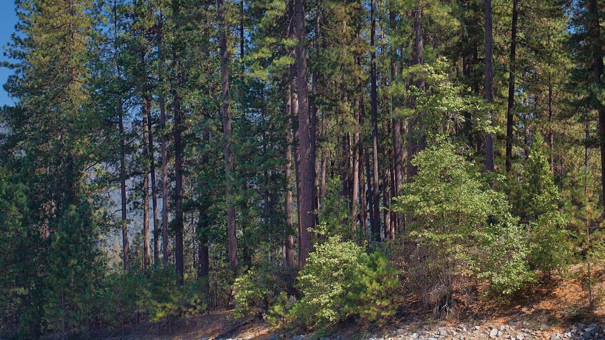 Bass Lake Resort | Gateway to Yosemite!