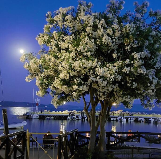 Kato Gatzea Apartment | Gatzea's laurel house