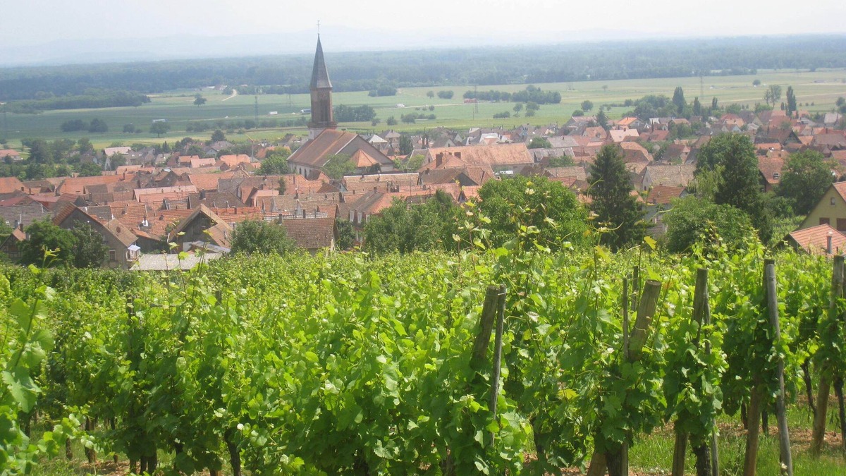 Kintzheim House | Gite on the wine route in peace with beautiful view of Kintzheim castle