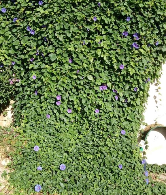 Laurens Apartment | GITE VOLUBILIS BLEU