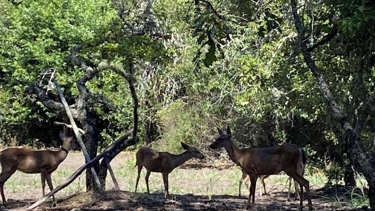 Los Gatos RV Rental | Glamping Tent Large at Enchanted Forest Retreat