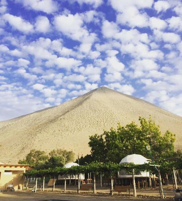 Vicuna Other | Glamping Viñas de Elqui