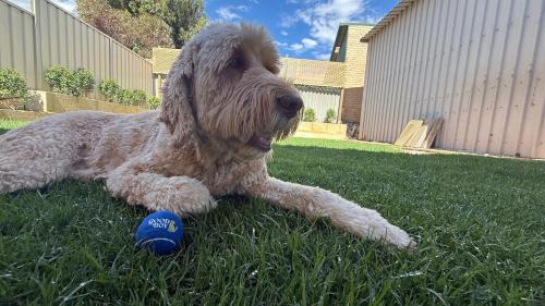Jurien Bay House | Good Boy