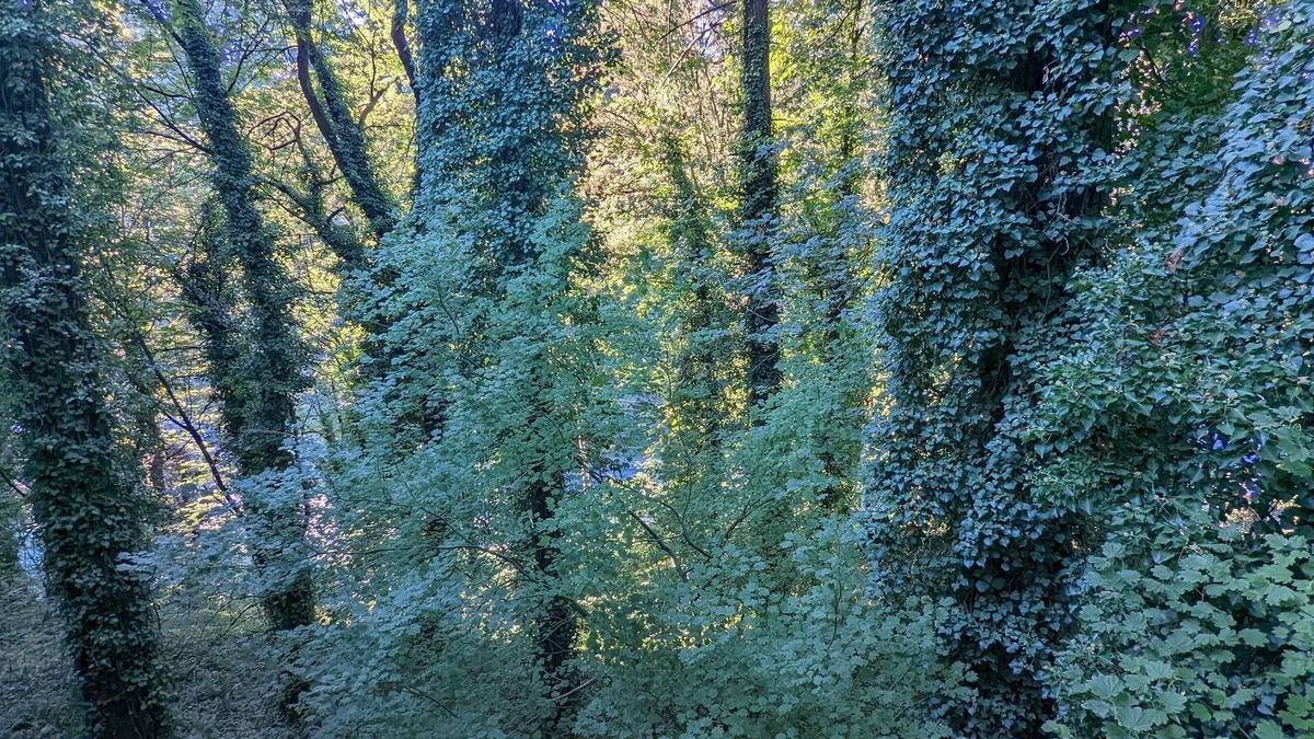 Portland Heights House | 🌲Gorgeous Naturescape Getaway close to it all!🌲