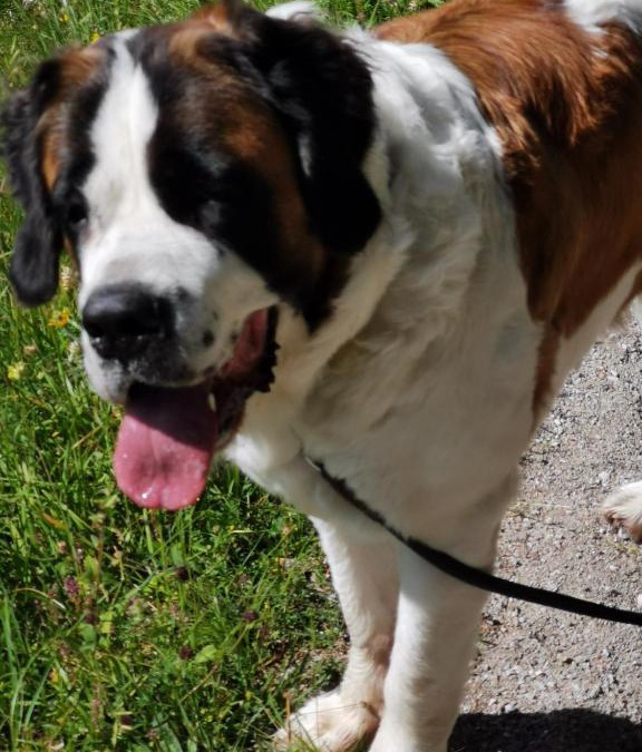 Stolberg Apartment | Harald u Beate