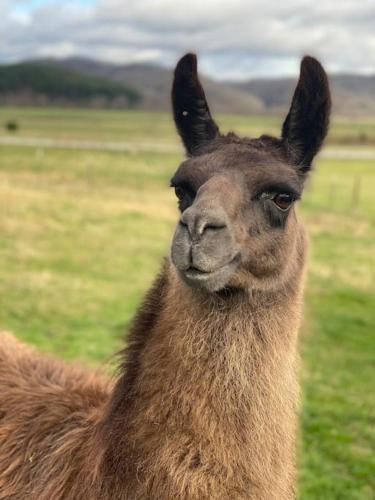 Brevard House | Hideaway on Hilton with Larry the Llama and Donkey