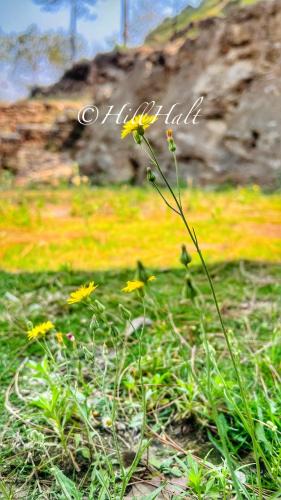 Almora House | Hill Halt