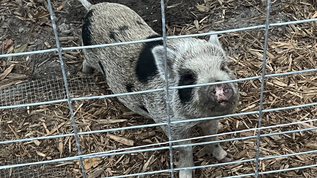 Fruit Cove Cottage | Hobby Farm Cottage in the woods with exotic pets and farm animals. Pet Friendly!