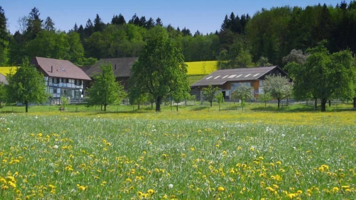 Eschenz Other | Holiday apartment "Tieroase" on a farm with horses and donkeys