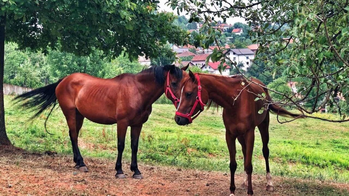 Sarajevo Canton Bed & Breakfast | Holiday in the forest with beautiful view of the city of Sarajevo