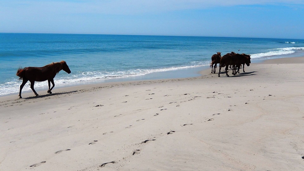 Assateague Pointe House | Home Near Bay Side-Assateague Pointe Lot 193