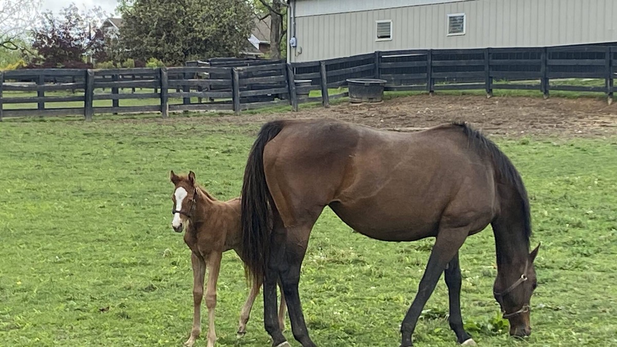 Lexington House | Horse city view