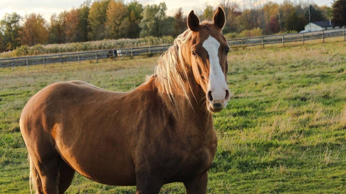 Hamilton Other | horse ranch with hot tub and a view