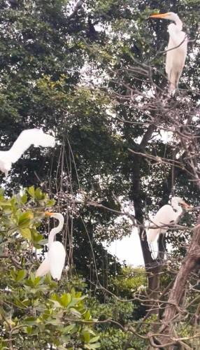 Mompiche Apartment | Hostería Amar