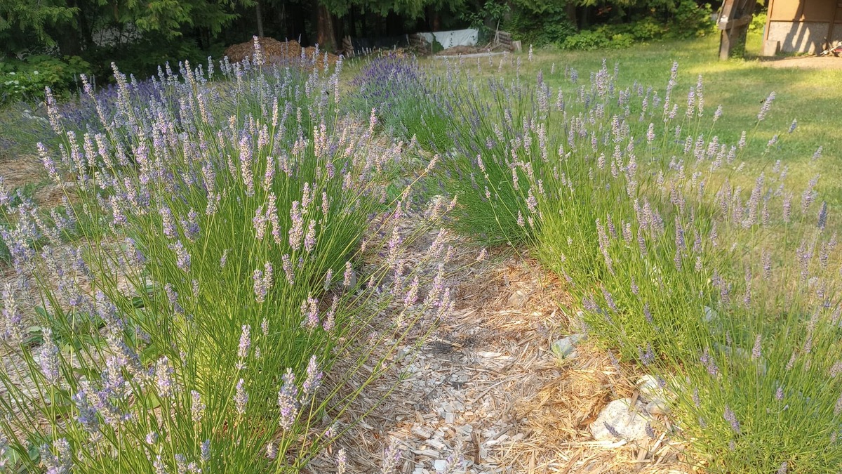 Fauquier Cottage | Hot Springs Country, Xmas @ Kootenay Cottage Lavender Farm -Chill, Soak & Repeat