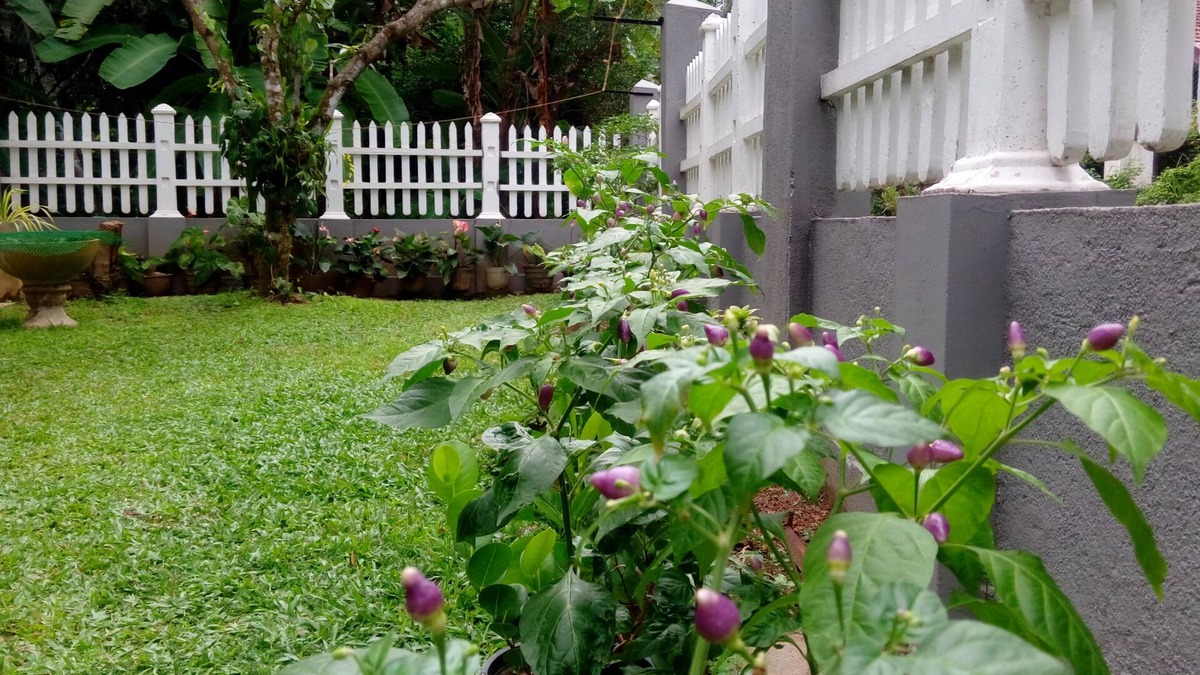 Seeduwa - Katunayake Bed & Breakfast | House Of Le Meridien