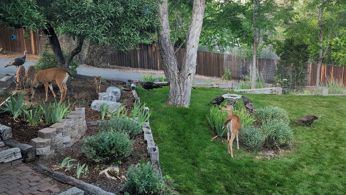 Yreka House | I-5 adjacent Bigfoot-themed Home