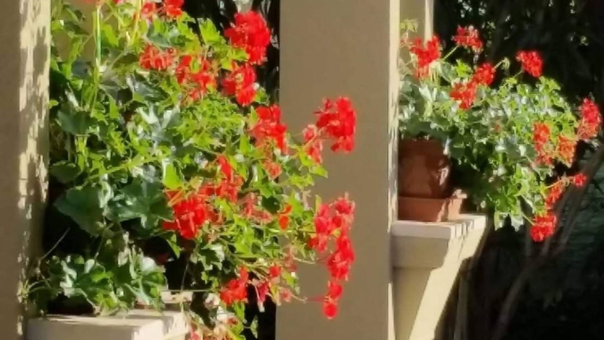 Alba Apartment | "Il Pedalo '" villa 200mt from the sea