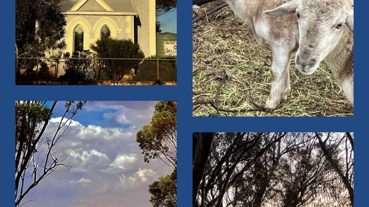 Willowie House | Katz Retreat, interactive farm stay