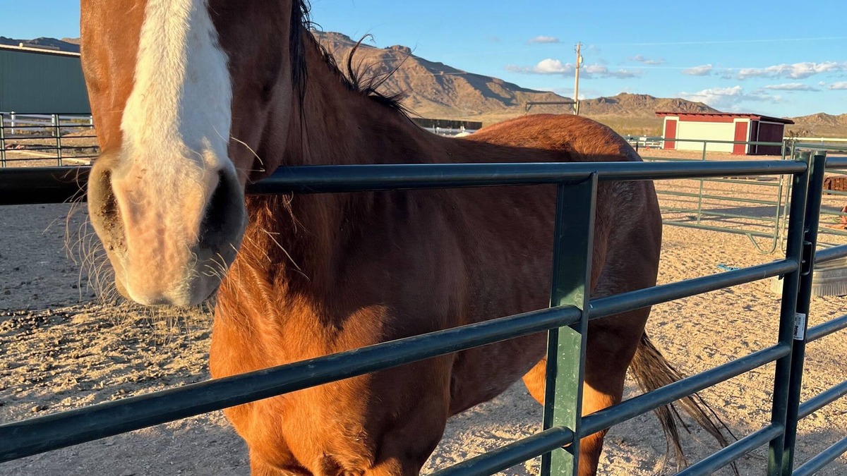 Golden Valley Other | Kid & Pet Friendly Farm Guesthouse
