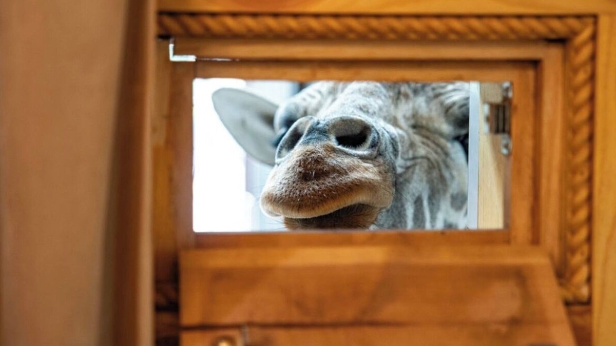 Valley View Cabin | King Ranch -Stay with Puzzles and Jigsaw the Giraffe