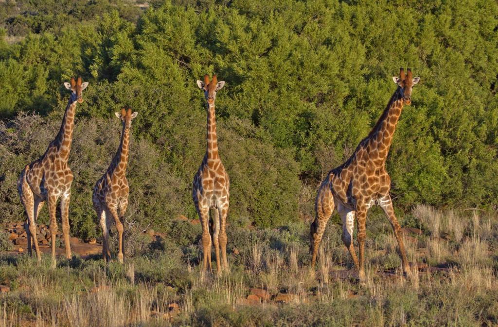 Beaufort West Cabin | Ko Ka Tsara Bush Camp