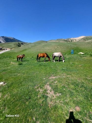 Saty Other | Kolsay