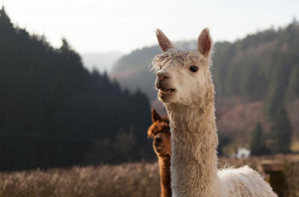Hinterhermsdorf House | Kräuterbaude